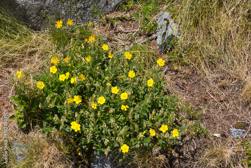 Common rock-rose, Helianthemum nummularium, is native to most of Europe.