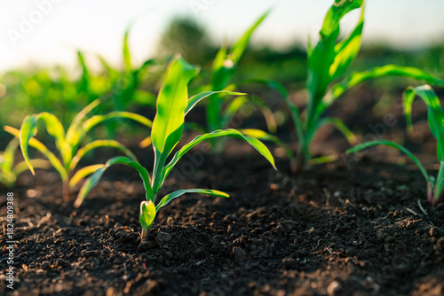 Corn maize seedling emerging from soil under sunlight, close-up shot. Agriculture and early growth stage