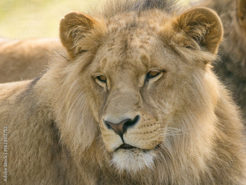 Obraz premium Lion brun