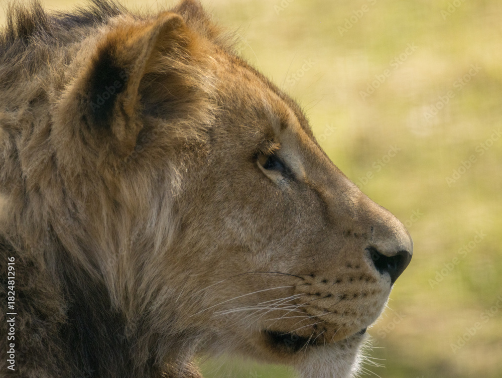 Obraz premium Lion brun
