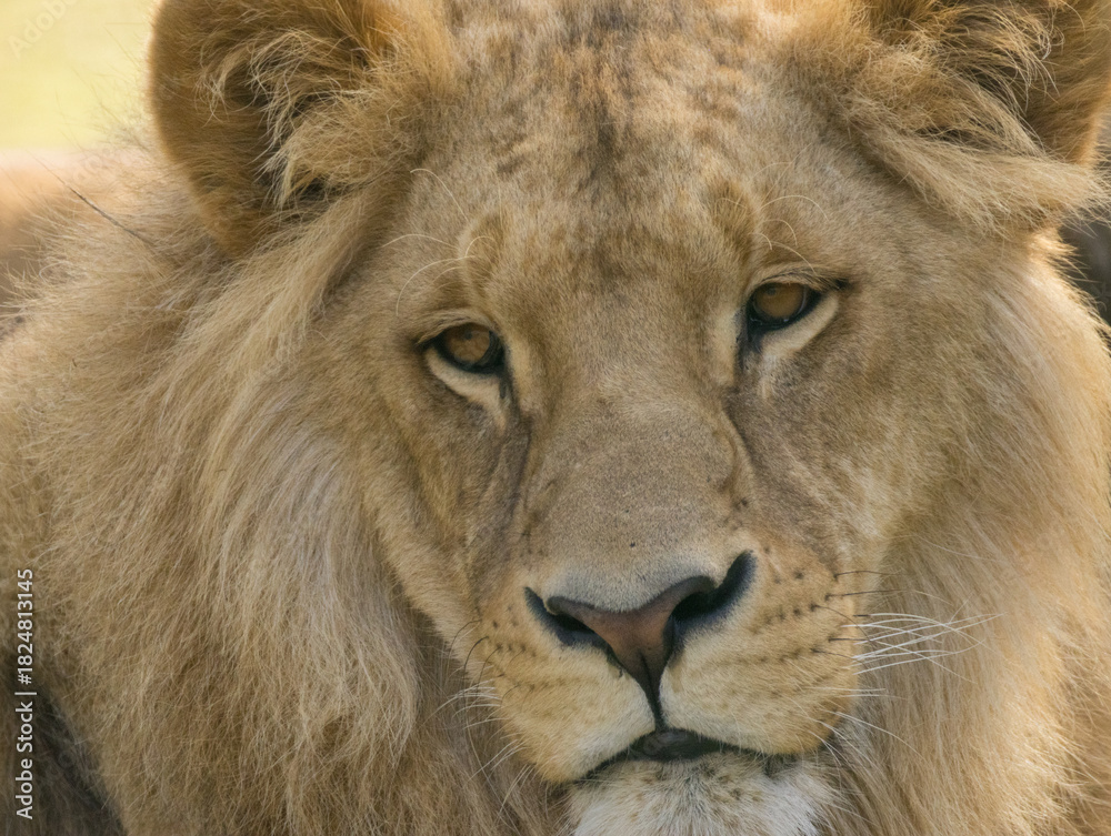 Obraz premium Lion brun