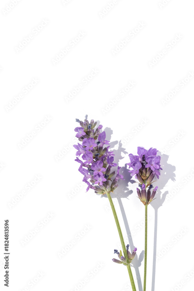 Fototapeta premium Lavender stems stand tall against a clean white backdrop, creating a minimalist botanical still life. The soft purple blooms convey calm, fragrance, perfect for nature, decor, and wellness themes.