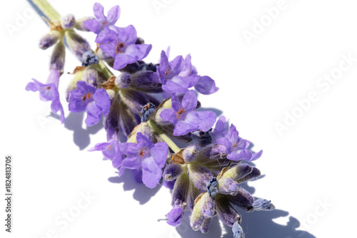 A close-up of a lavender sprig with vibrant purple blossoms. Clean white back...