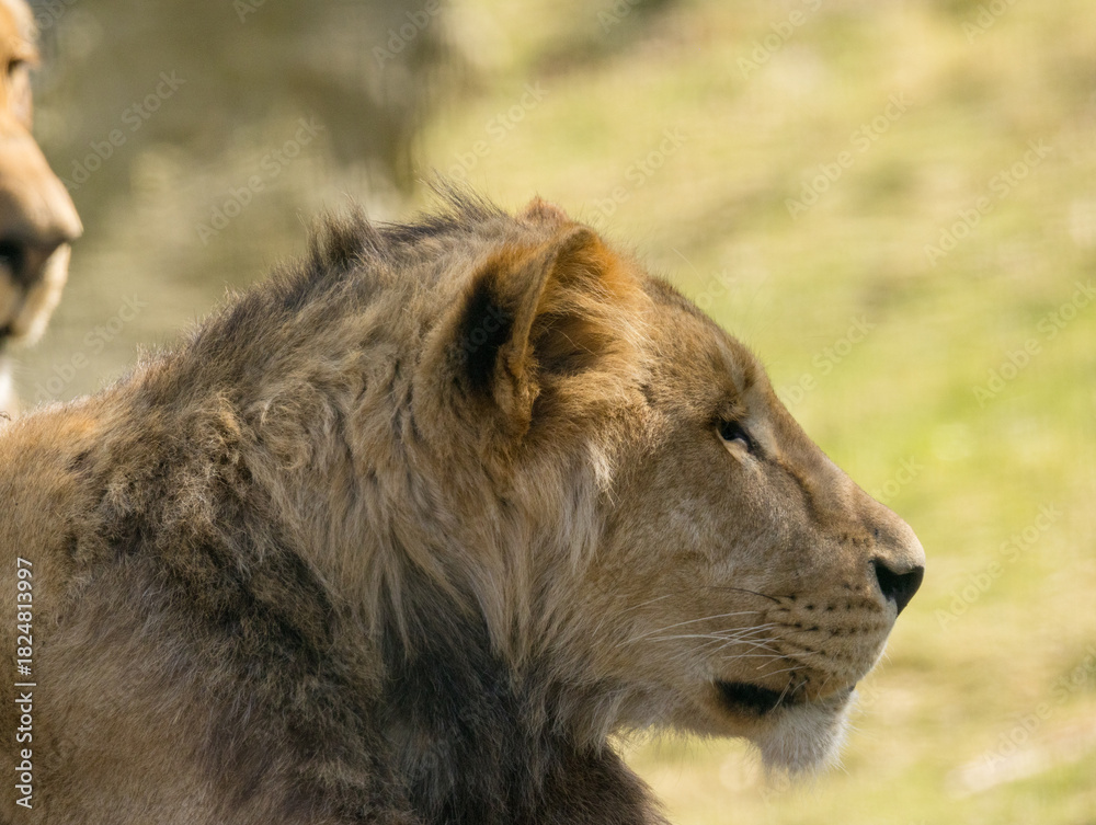 Obraz premium Lion brun