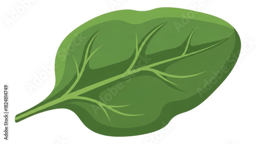 Spinach leaf vector with healthy green vegetable isolated on white.