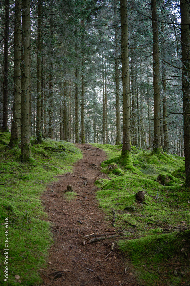 Obraz premium A forest path winds up a gentle slope covered in lush, green moss. Tall, slender conifers with dark trunks. The atmosphere is peaceful. Swedish nature landscape..