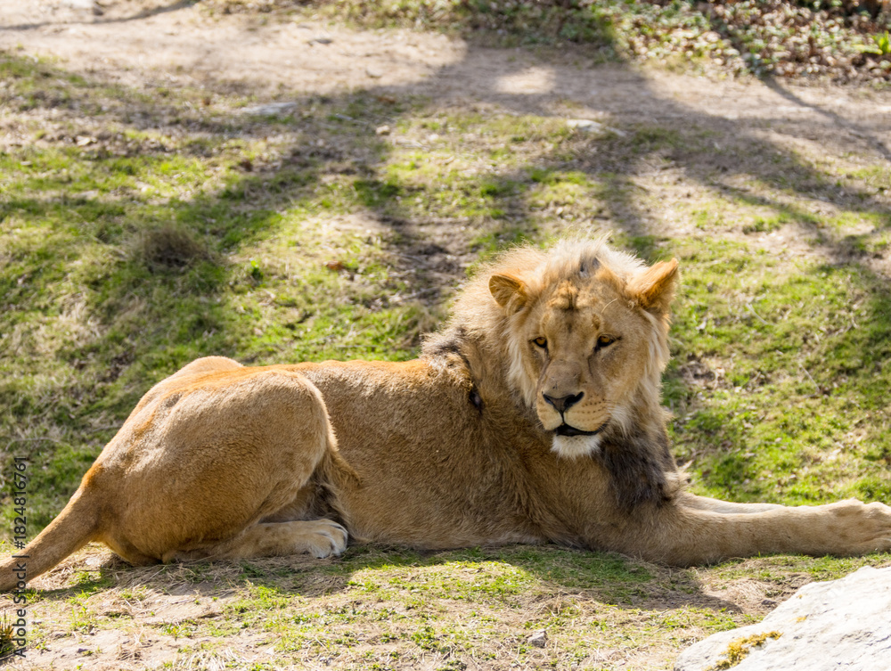 Naklejka premium Lion brun