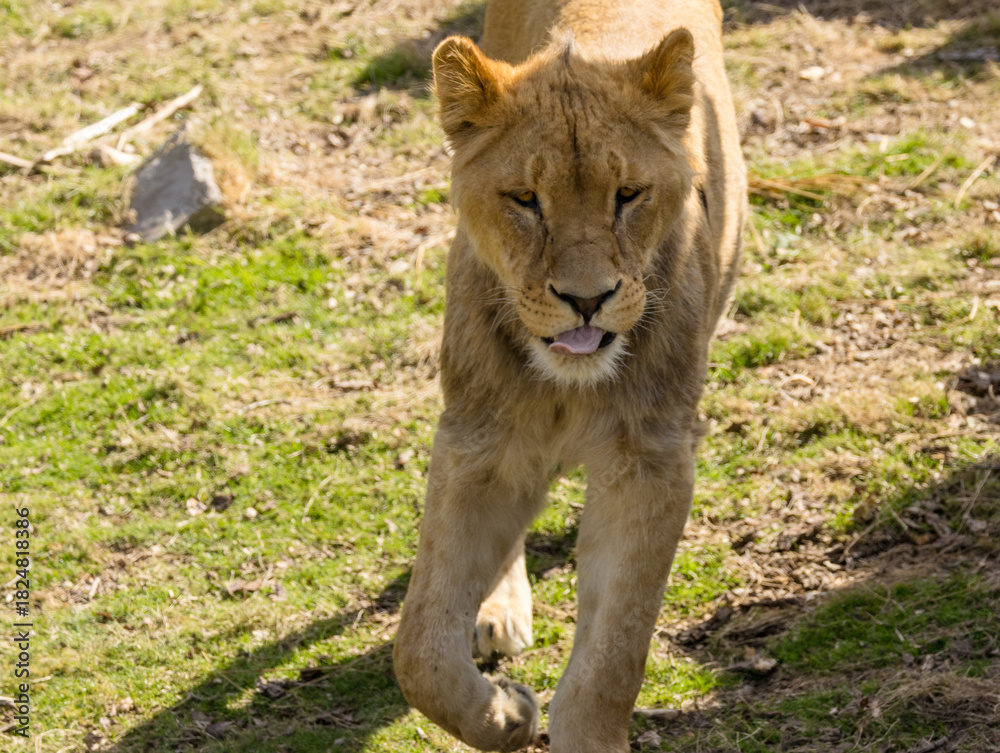 Obraz premium Lion brun