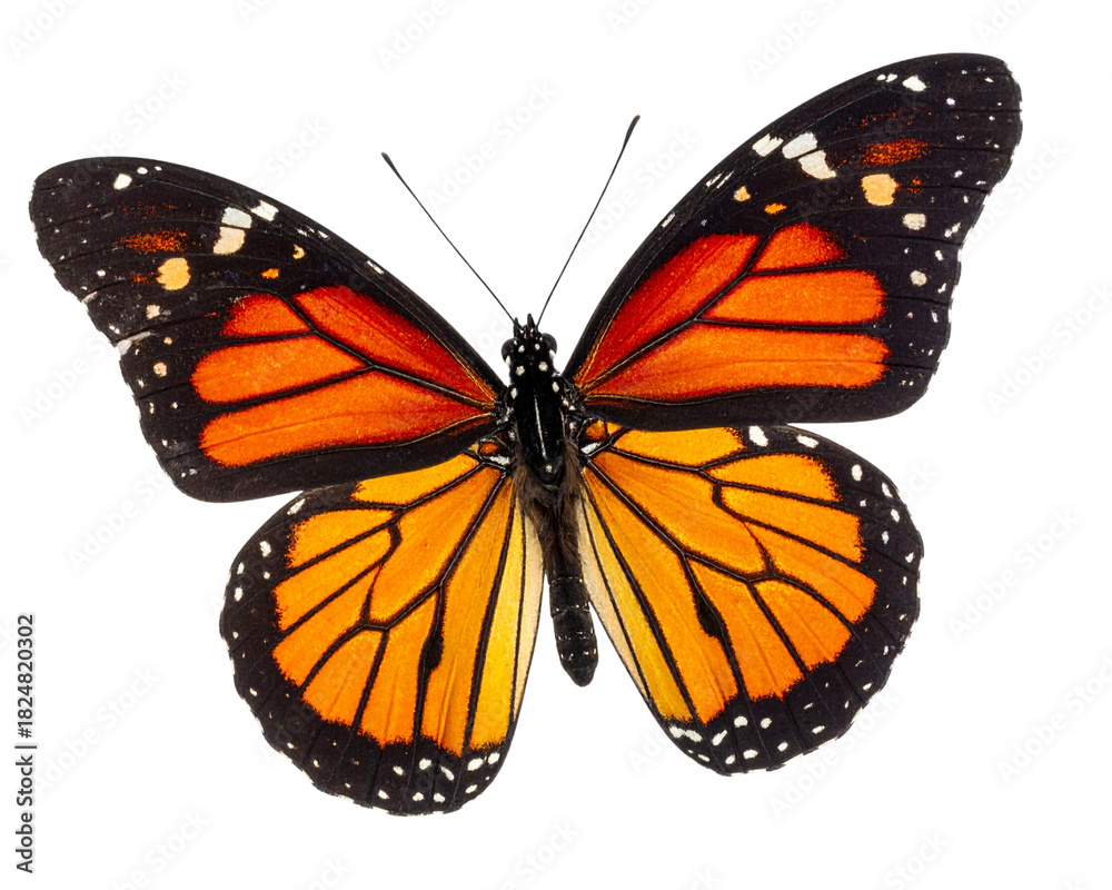 Fototapeta premium A top-down view of a butterfly captured mid-flight, wings fully extended with vibrant 