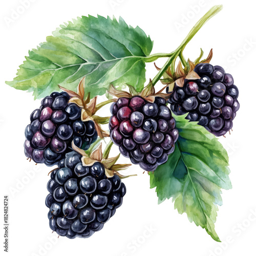 Blackberries Growing on a Branch With Green Leaves During Sunlight
