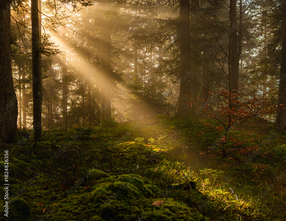 Obraz premium autumn sunrise