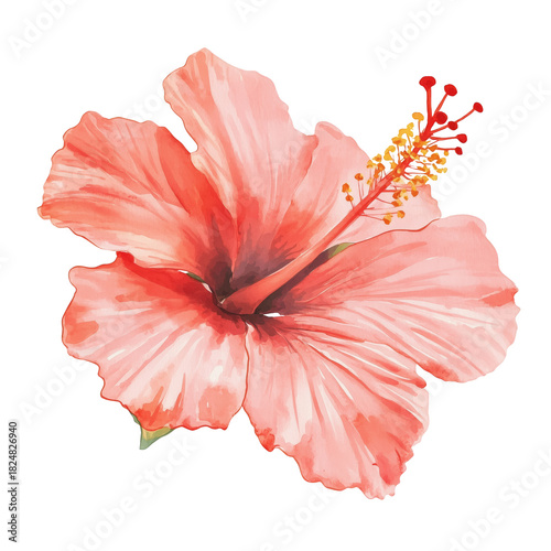 Bright Pink Hibiscus Bloom With Delicate Petals and Green Leaves in a Simple ...