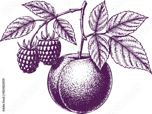 Hand-drawn illustration of a peach and raspberries on a branch with leaves in purple ink raspberry