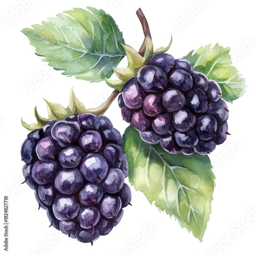 Blackberries Growing on a Branch With Green Leaves During Sunlight