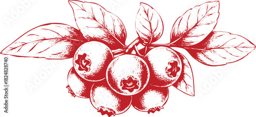 Red Ink Illustration of a Cluster of Blueberries with Leaves on a White Background Keywords: blueberries, berries, fruit, food