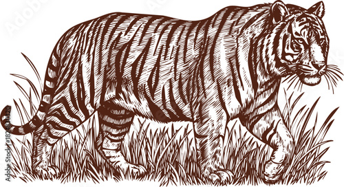 Tiger Walking Through Tall Grass in Brown Ink Sketch Style Keywords: tiger, big cat, predator, animal, wildlife, stripes, orange
