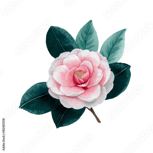 Beautiful Pink Camellia Flower With Green Leaves in a Natural Design Setting