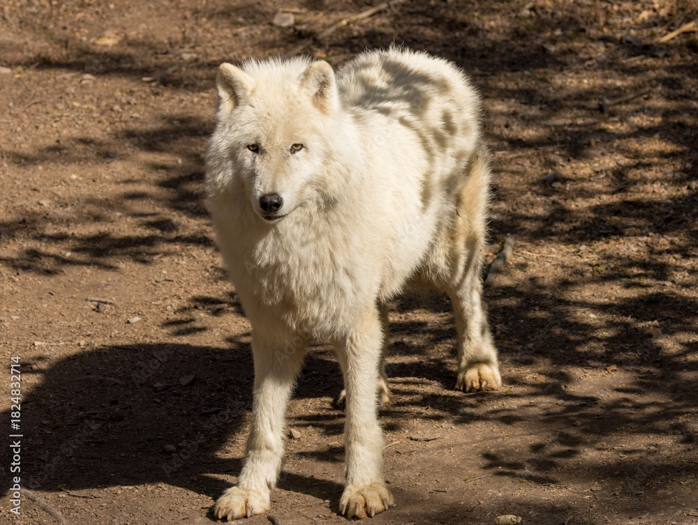 Obraz premium Loup Blanc