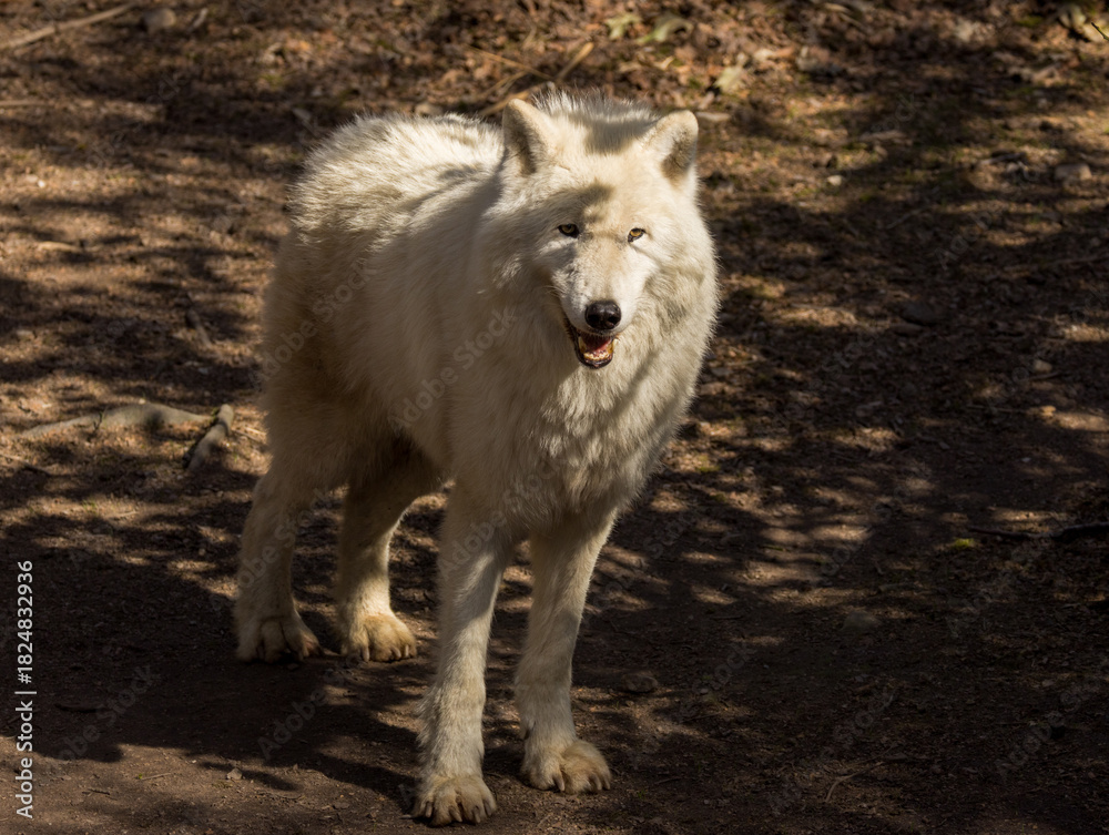 Obraz premium Loup Blanc