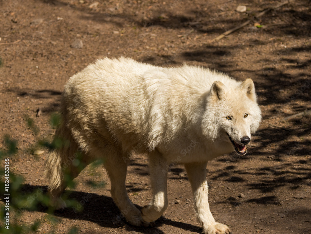 Obraz premium Loup Blanc
