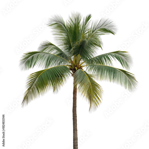 Tall Coconut Palm Tree With Lush Green Leaves Standing Against a White Backgr...