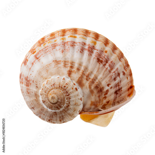 Unique Shell Showcasing Intricate Patterns and Colors Found on a Sandy Beach ...