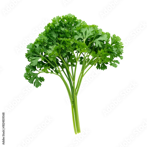 Fresh Bunch of Green Cilantro Ready for Cooking and Garnishing