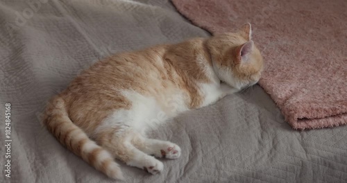Ginger and white cat napping comfortably