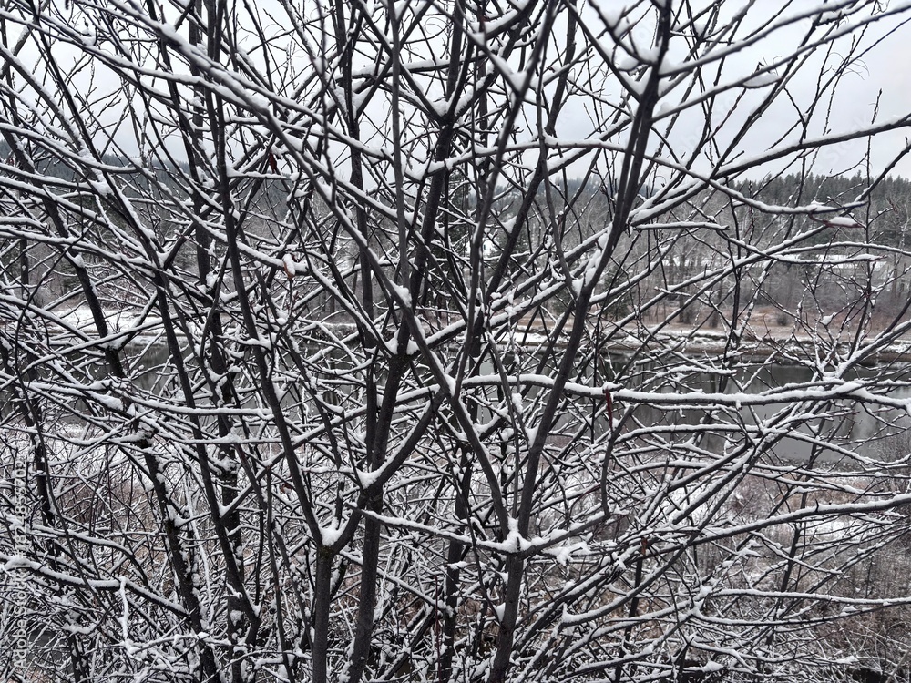 Obraz premium Tree branches covered with snow along the Bitterroot River in Western Montana. 