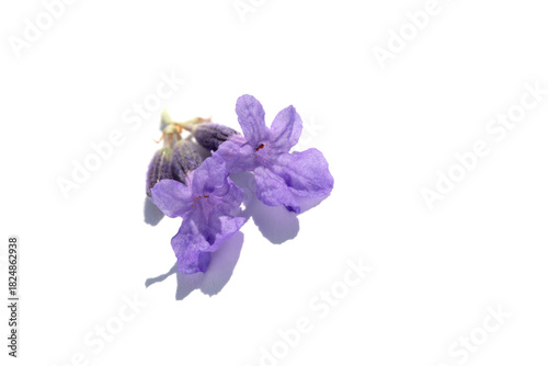 Vivid purple lavender flower closeup captured in bright light against a clean...
