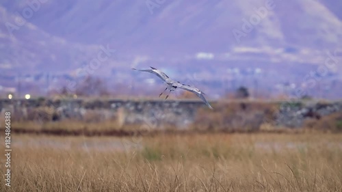 Great Blue Heron coming in for a landing into the reeds at Utah Lake in slow motion.