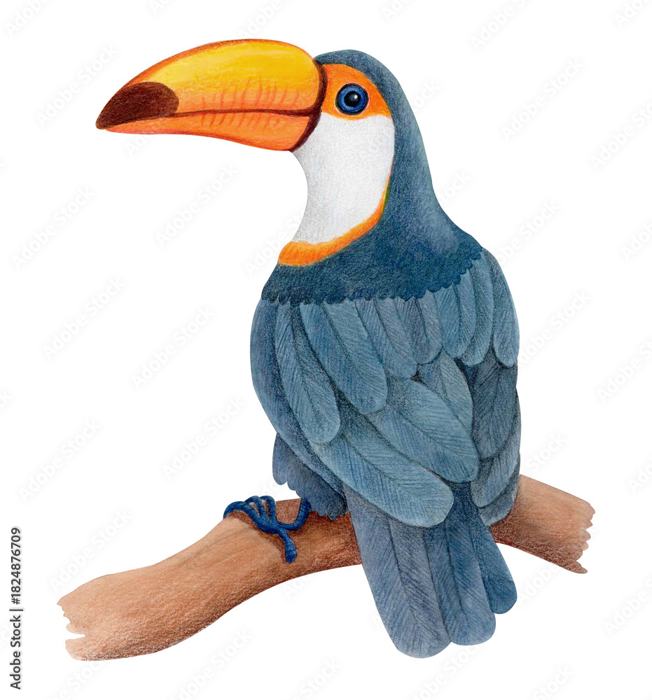 Obraz premium Watercolor illustration of tropical toco toucan with bright yellow beak sitting on wooden branch, isolated on white. Exotic bird clipart for wildlife designs, educational materials or textile prints.
