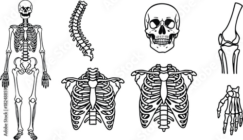 Human skeletal system anatomy with skull spine ribs and joints vector illustration
