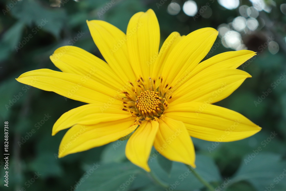 Obraz premium yellow flower in the garden