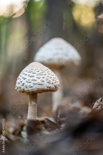 (Macrolepiota procera)