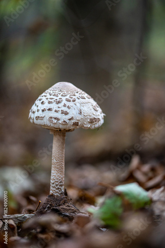 Mushroom in the forest (Macrolepiota procera)