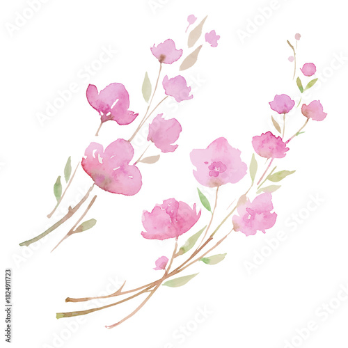 blooming cherry, sakura, watercolor illustration. branch with pink flowers