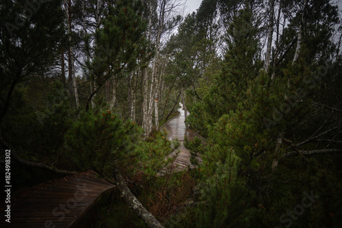old bridge in the forest