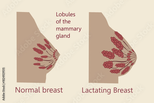 breast changes during pregnancy