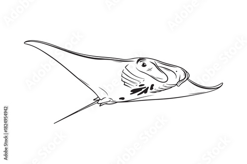 Line drawing of a majestic manta ray swimming gracefully