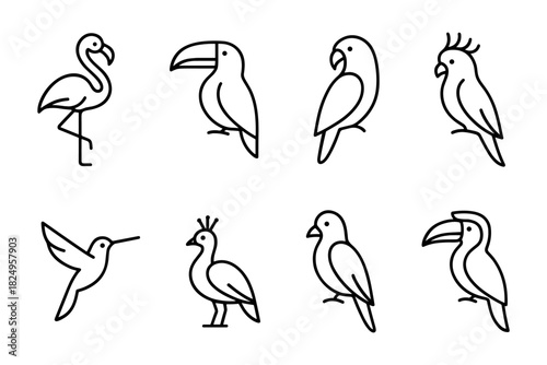Exotic Birds Collection: Flamingo, Toucan, Parrot, Peacock, Hummingbird, Vector Illustration