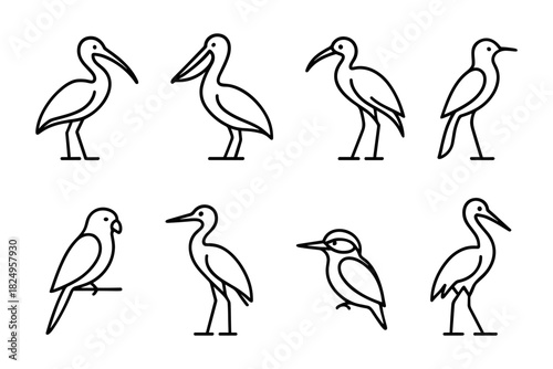 Vector Birds Collection: Pelican, Stork, Parrot, Kingfisher, Nature Illustrations
