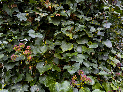 Close-up of lush green ivy with small purple flowers, a natural background