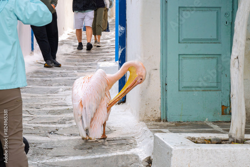 Fototapeta Naklejka Na Ścianę i Meble -  Tourists gather on a narrow whitewashed street around Petros the Pelican, the beloved mascot of Mykonos, Greece.