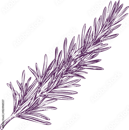Purple ink sketch illustration of a rosemary sprig herb plant