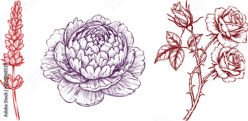 Ink sketch illustrations of lavender, peony, and roses on a white background flower plant