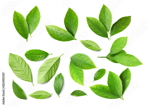 Fresh green leaves of citrus plant isolated on white, set