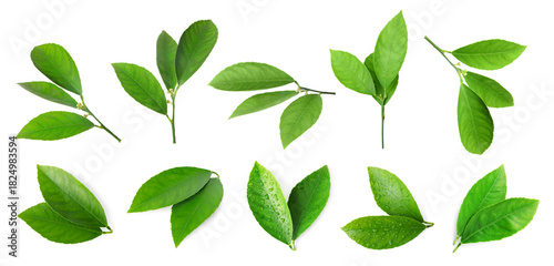 Fresh green leaves of citrus plant isolated on white, set