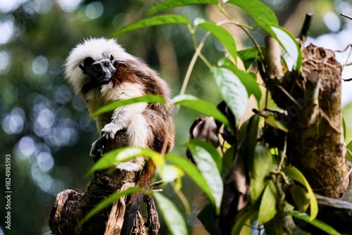 A male cotton-top tamarin monkey (Saguinus oedipus) perched on the top of a tree inside its zoo enclosure - Singapore