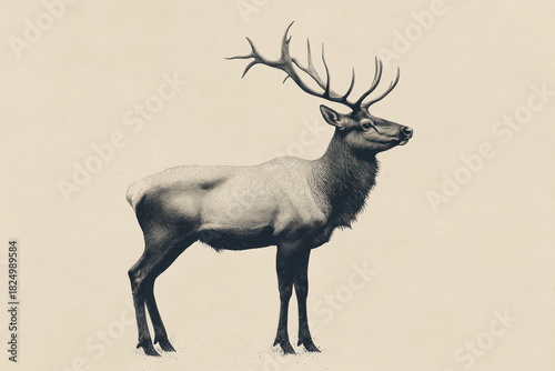 A detailed vintage illustration of a red deer in profile against a light background.  